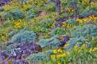 Oregon. Rowena Crest above Columbia River, springtime balsamroot and lupine blooming along trail Art Print